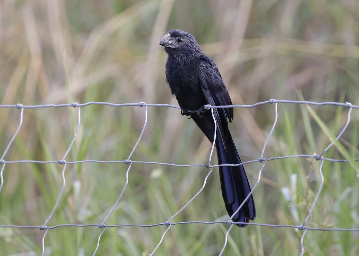 Groove-billed Ani - ML646995916