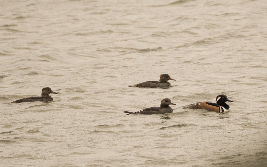 Harle couronné - ML646995917