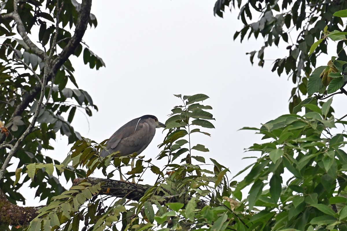 Martinete Común - ML646995918