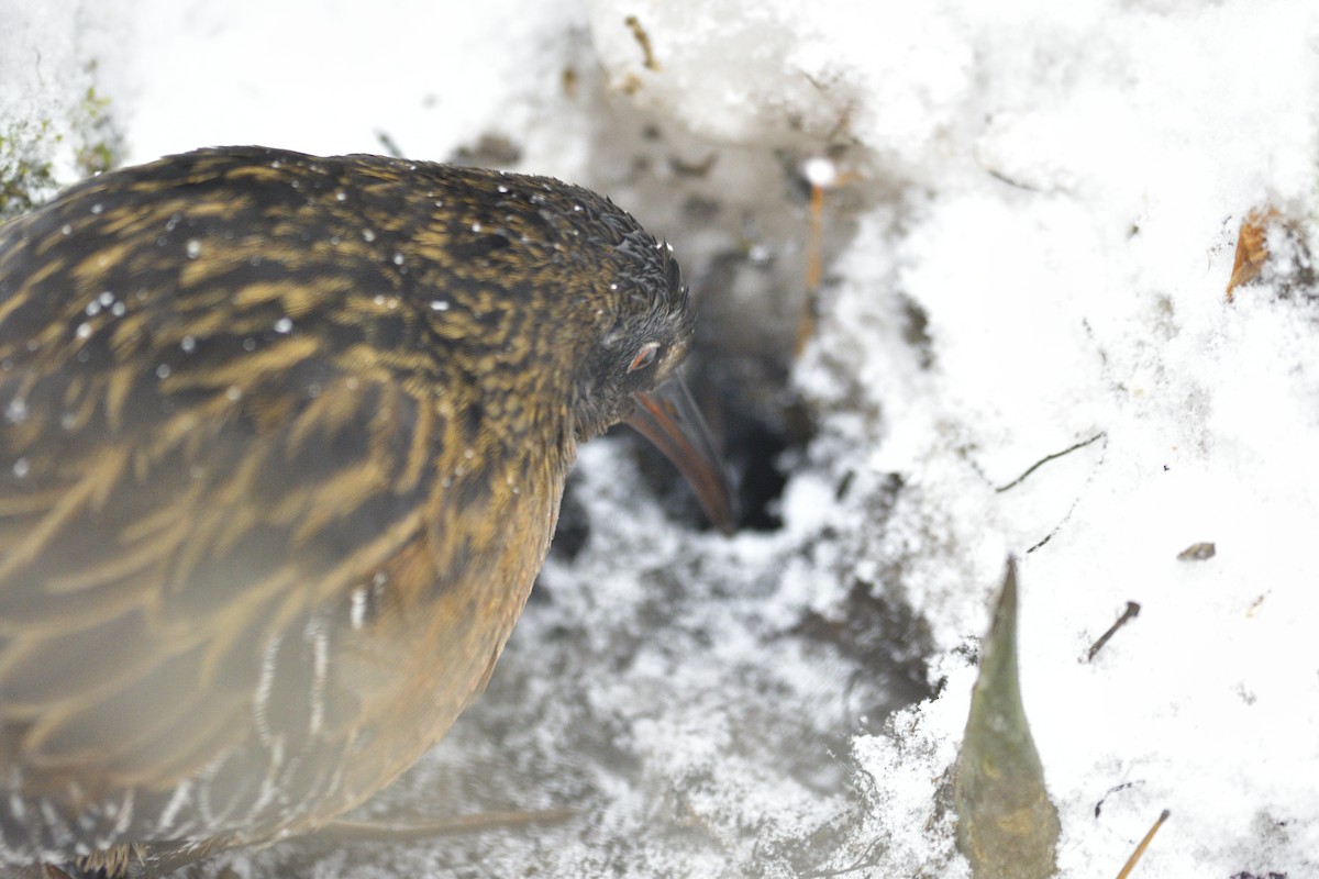Virginia Rail - ML646995920