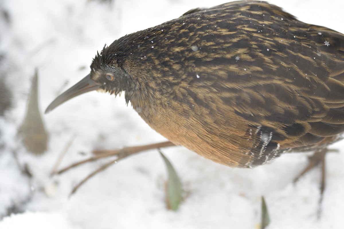 Virginia Rail - ML646995921