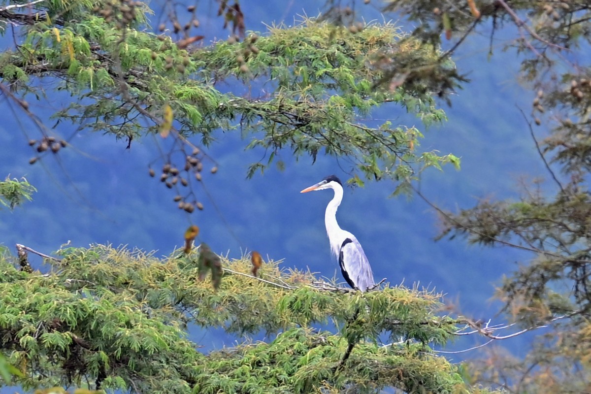 Garza Cuca - ML646995937