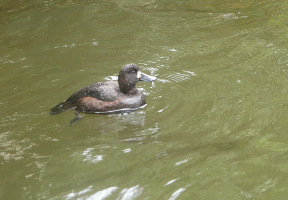 Yeni Zelanda Patkası - ML646995940