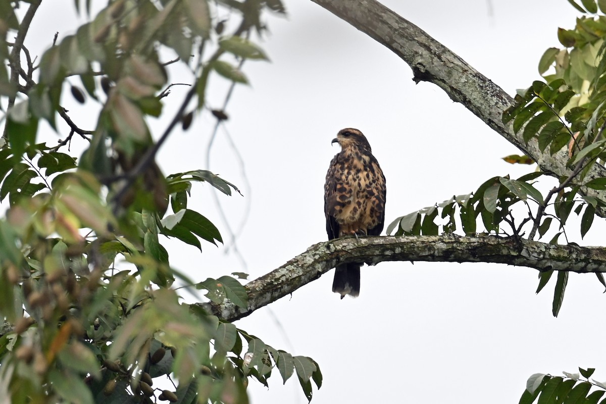 Caracolero Común - ML646995941