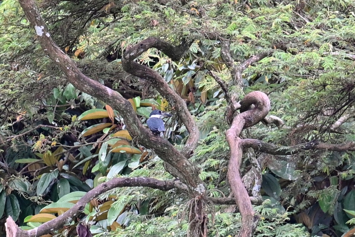 Martín Gigante Neotropical - ML646995947