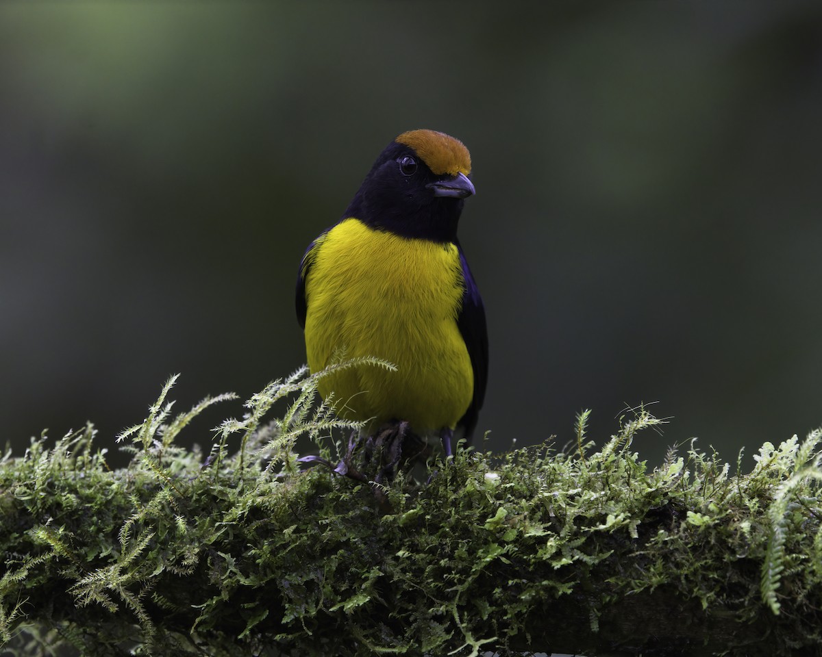 Tawny-capped Euphonia - ML646995950