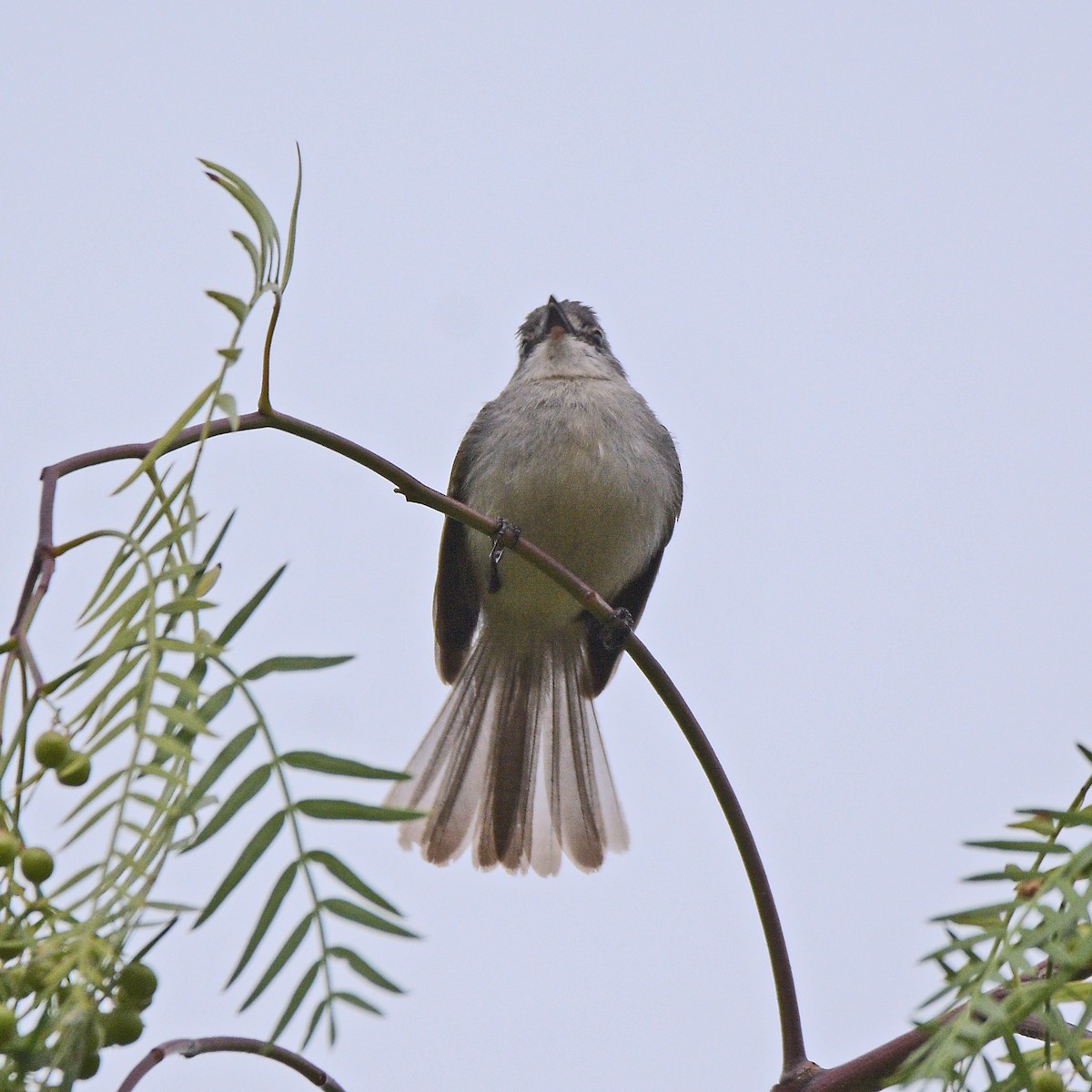 Ak Tepeli Elenya - ML646995952