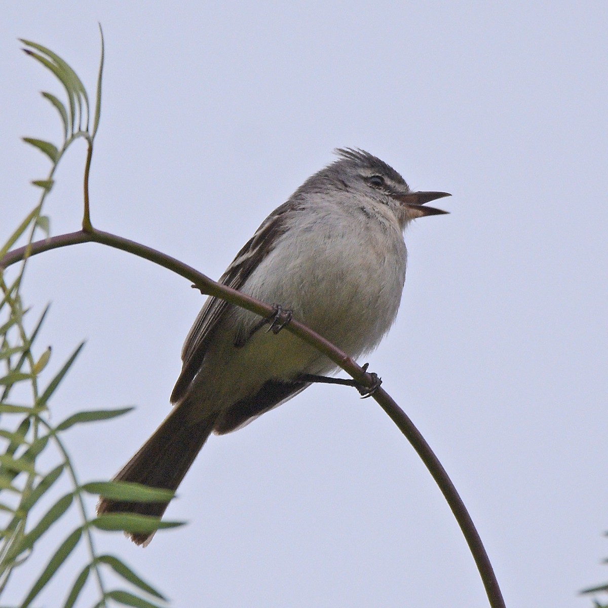 Ak Tepeli Elenya - ML646995953