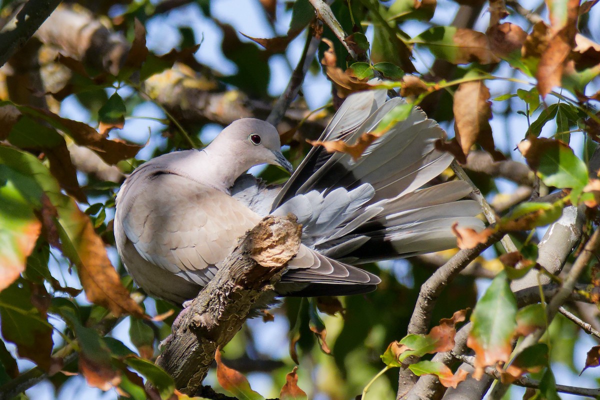 Eurasian Collared-Dove - ML646995957