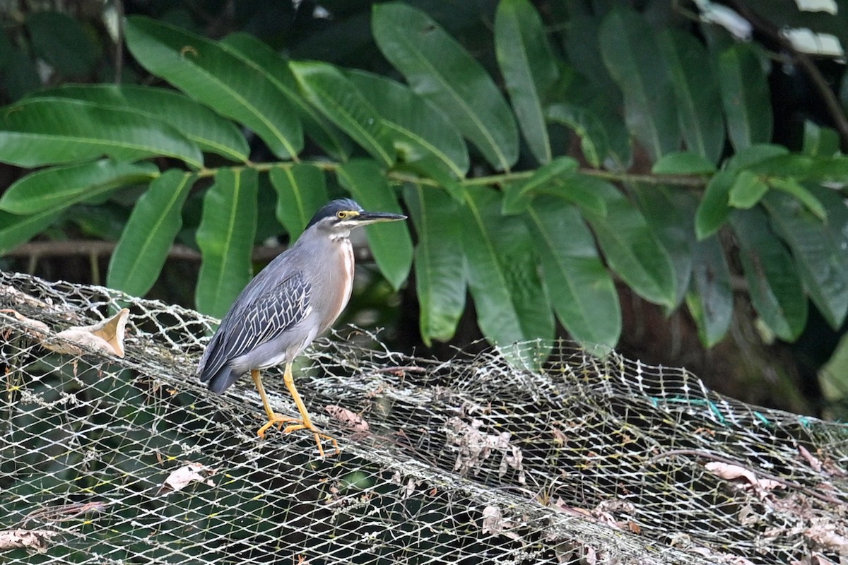 Garcilla Azulada - ML646995963