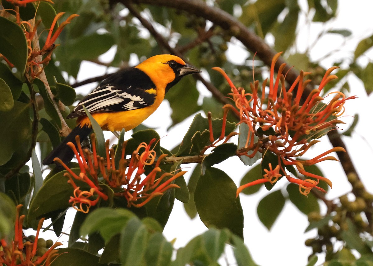 Altamira Oriole - ML646995970