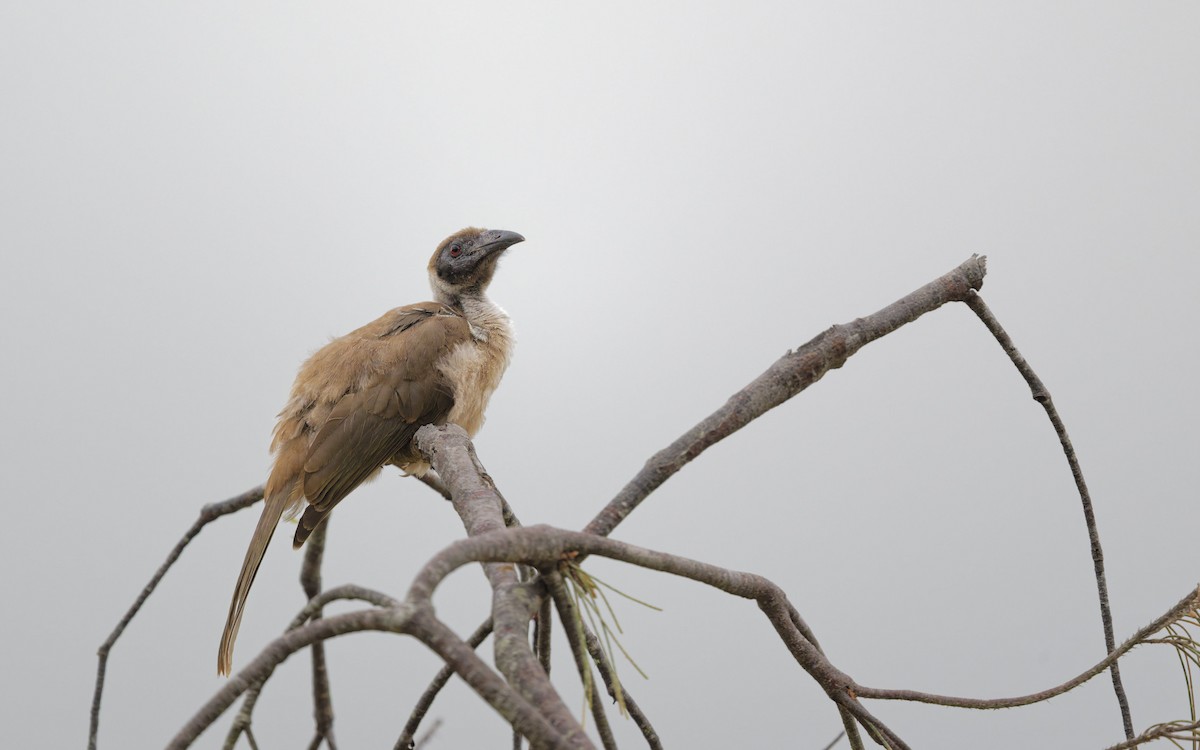 Helmlederkopf - ML646995975