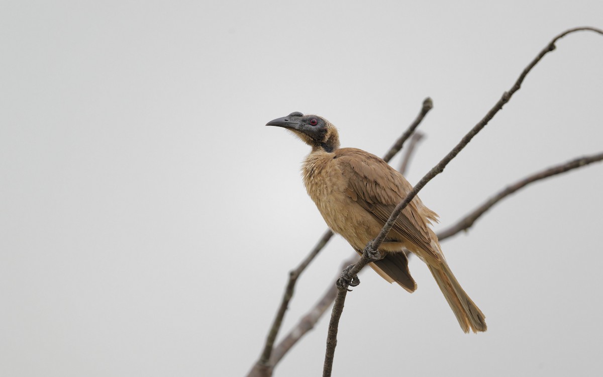 Helmlederkopf - ML646995976