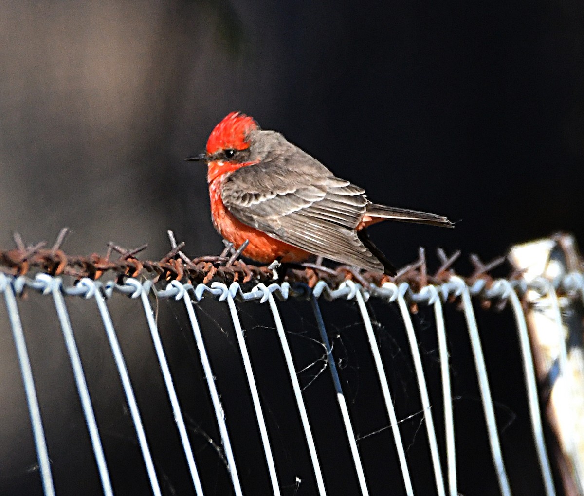 Vermilion Flycatcher - ML646995977