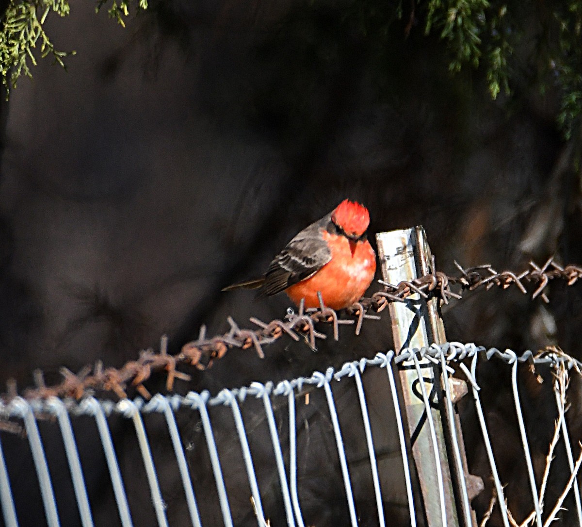 Vermilion Flycatcher - ML646995978