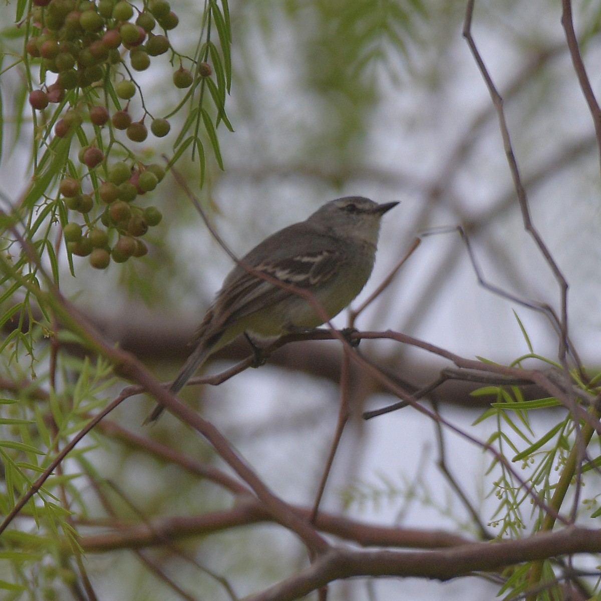 Ak Tepeli Tiranület - ML646995981