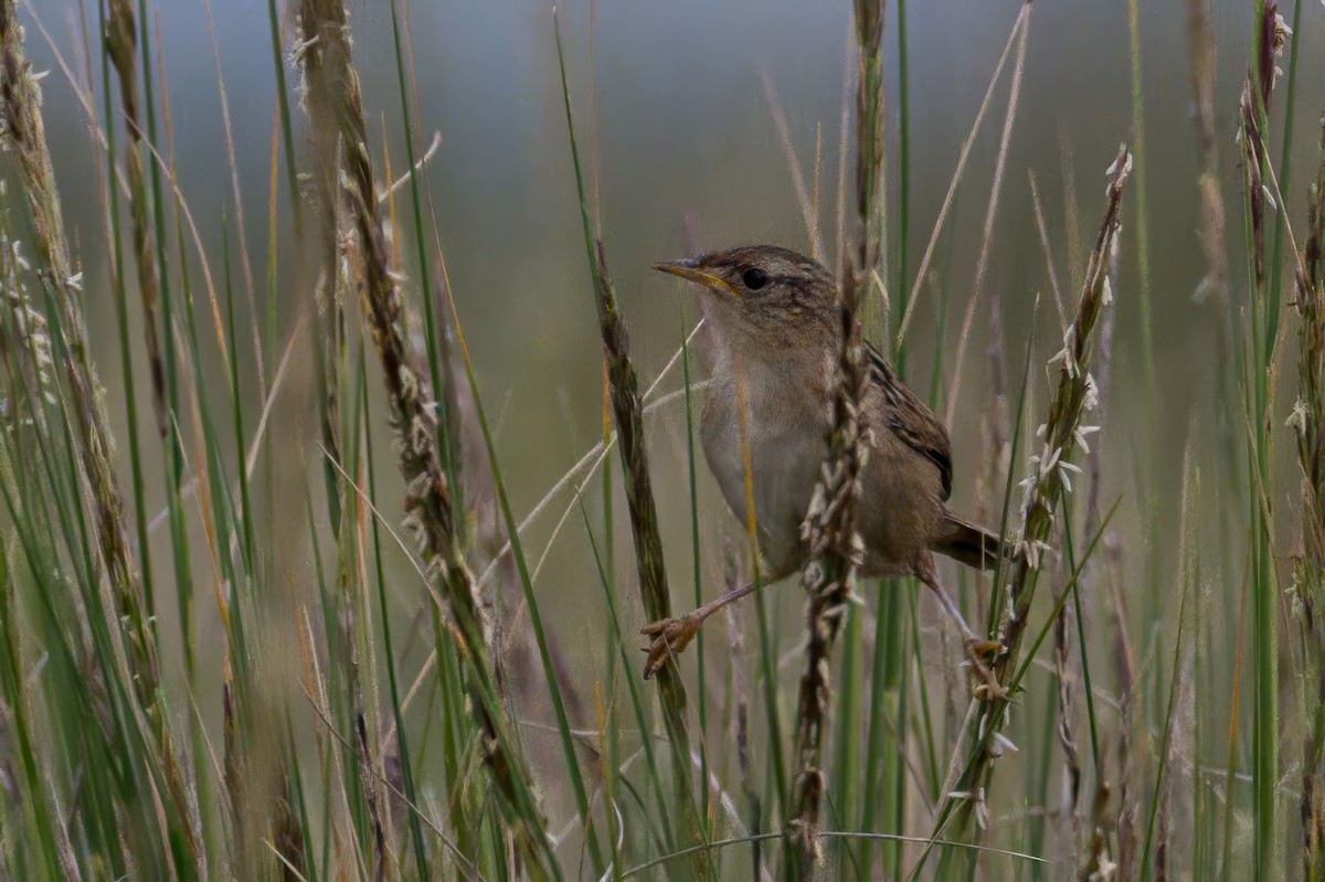 Otlak Çıtkuşu - ML646995987