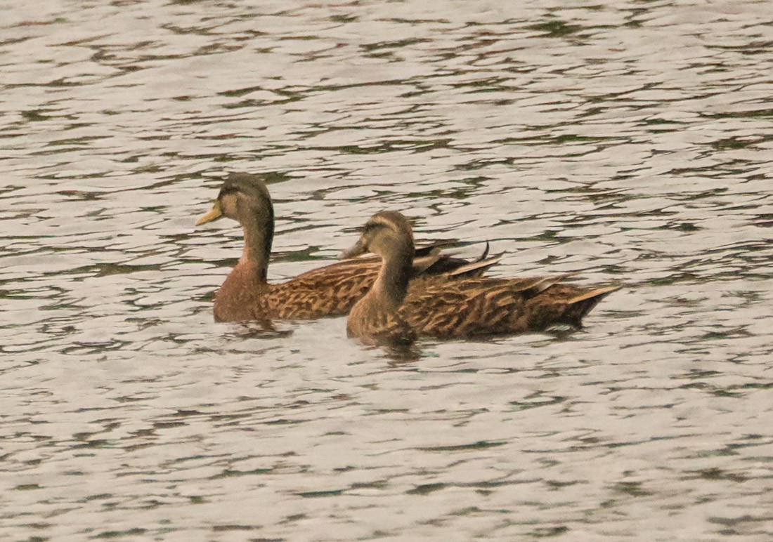 Canard brun - ML646995991