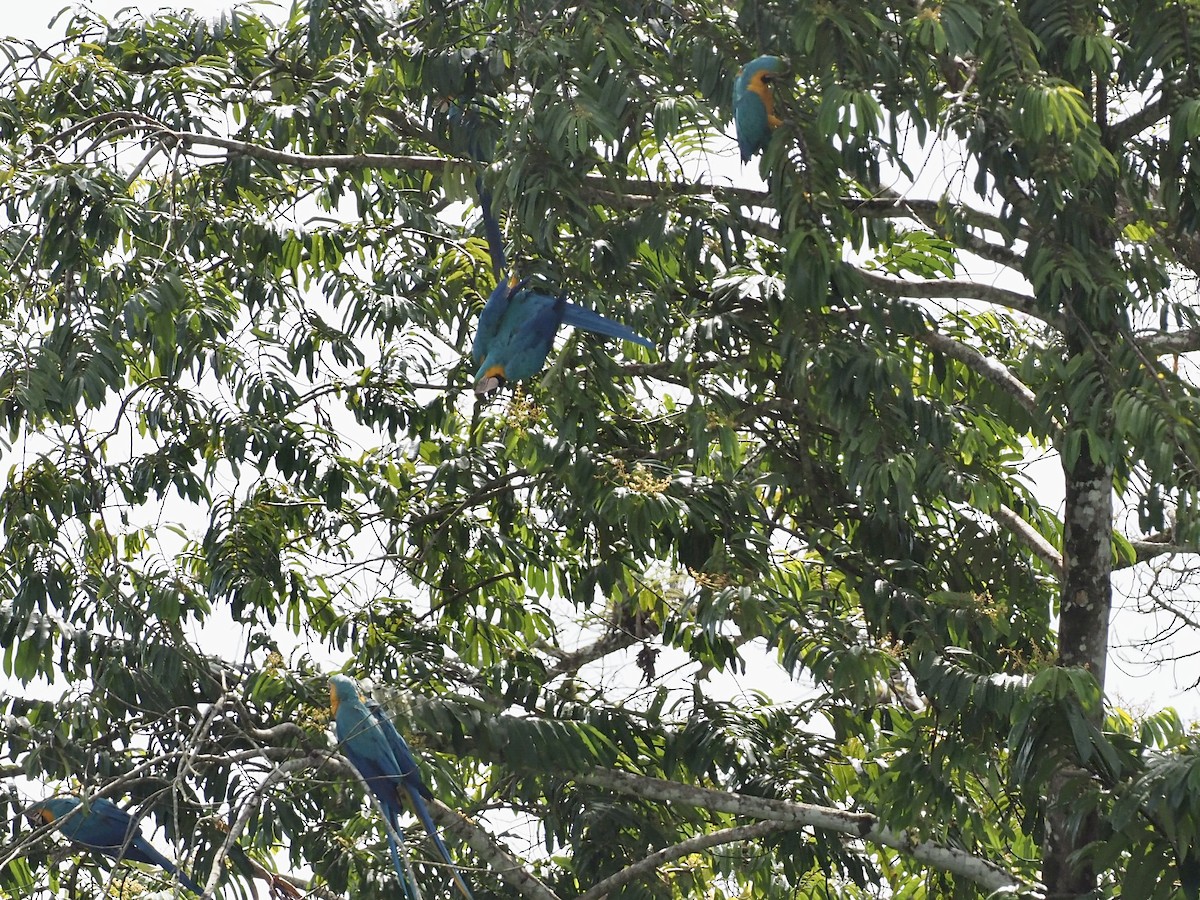 Араурана - ML646995993