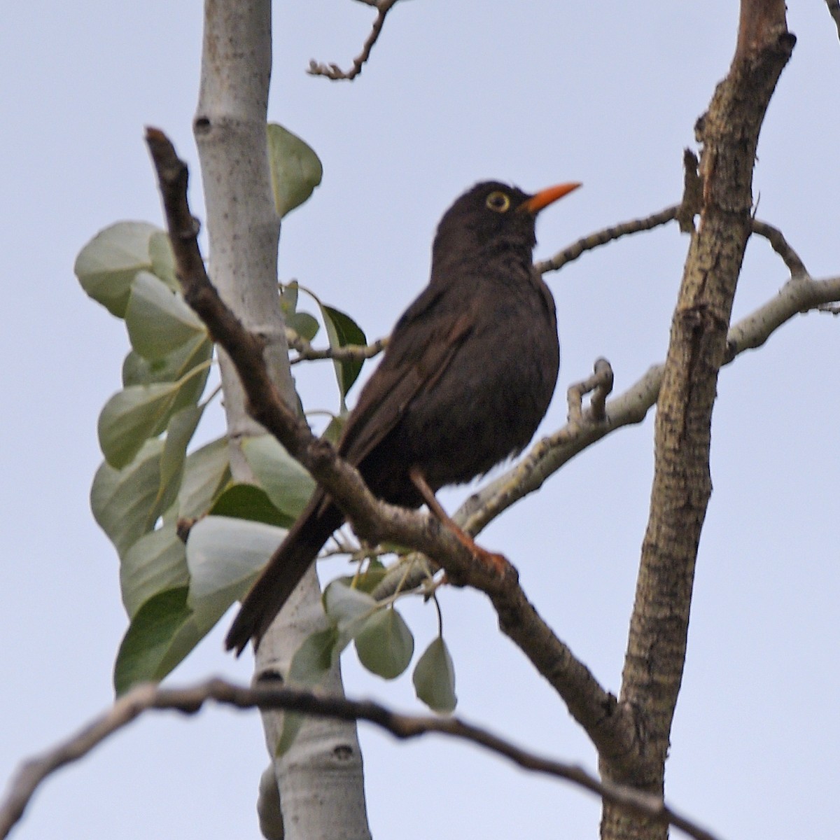 Çiguanko Ardıcı - ML646995998