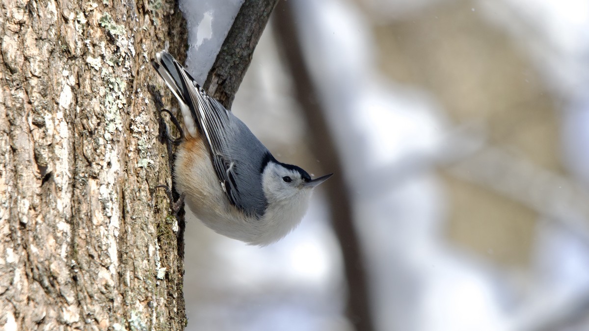 Sittelle à poitrine blanche - ML646996012