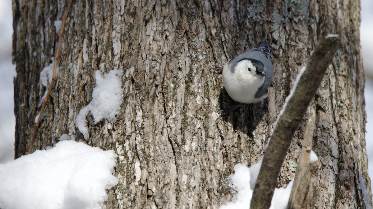 Sittelle à poitrine blanche - ML646996013