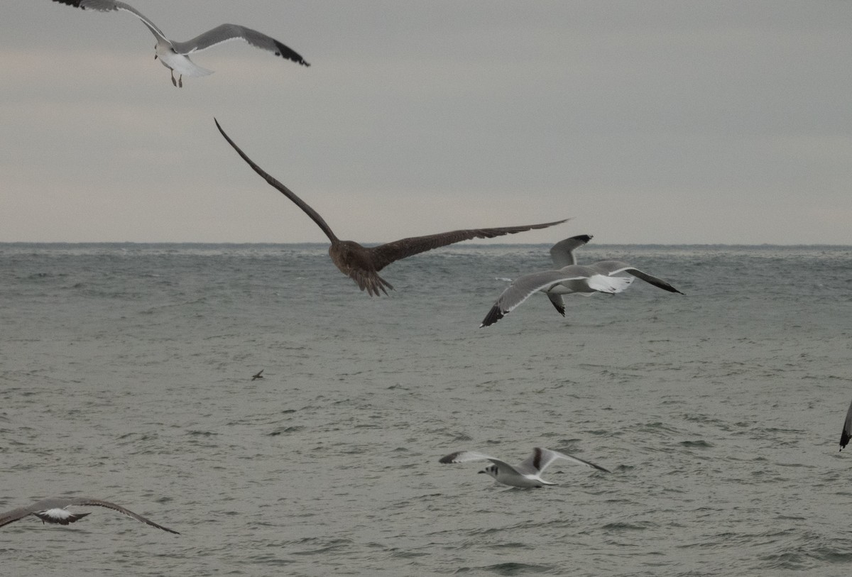 Красноногая олуша - ML646996015