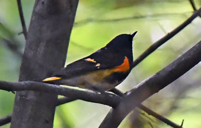 American Redstart - ML646996016