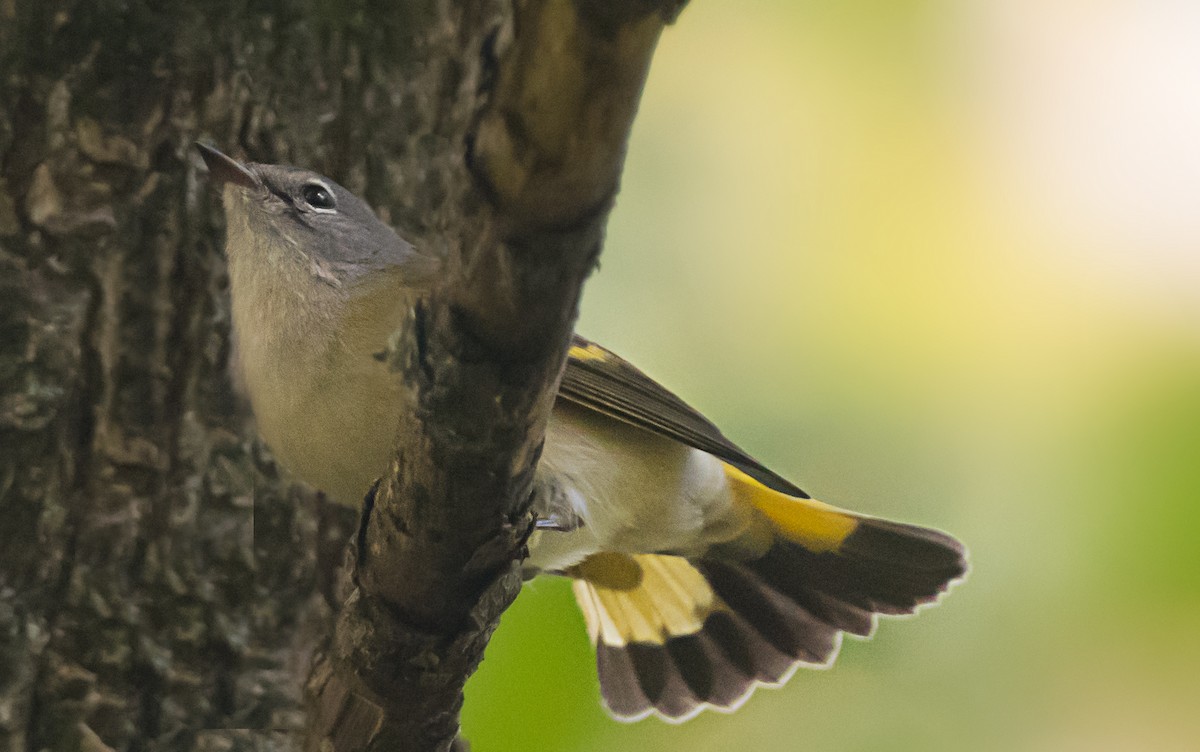 American Redstart - ML646996017