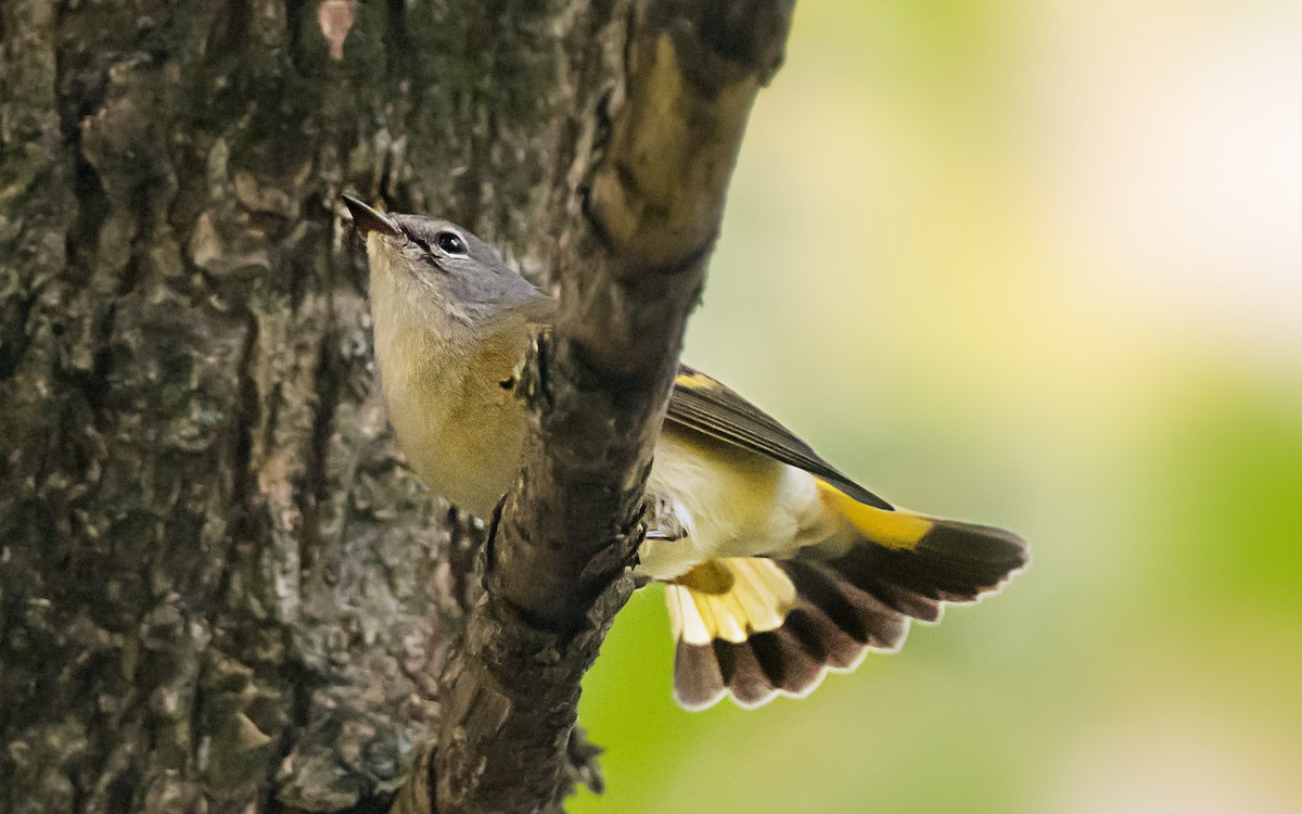 American Redstart - ML646996020
