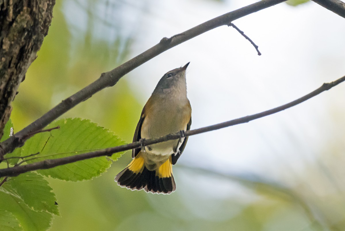 American Redstart - ML646996024
