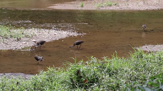 Schneesichler - ML646996031