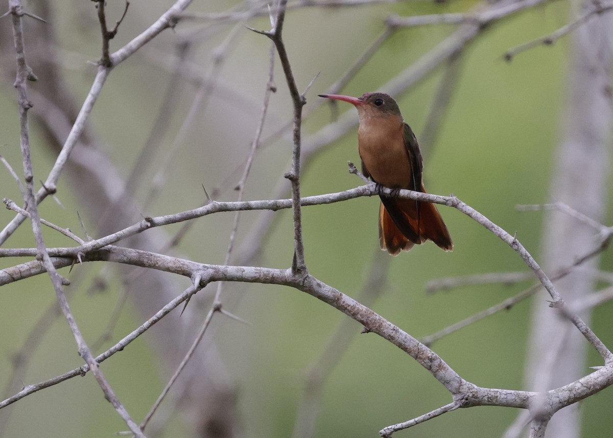 Cinnamon Hummingbird (Mainland) - ML646996032