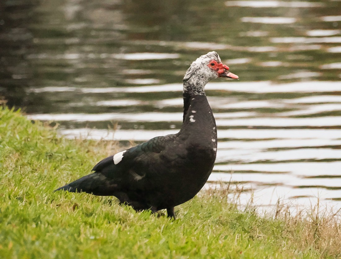 Canard musqué (forme domestique) - ML646996033