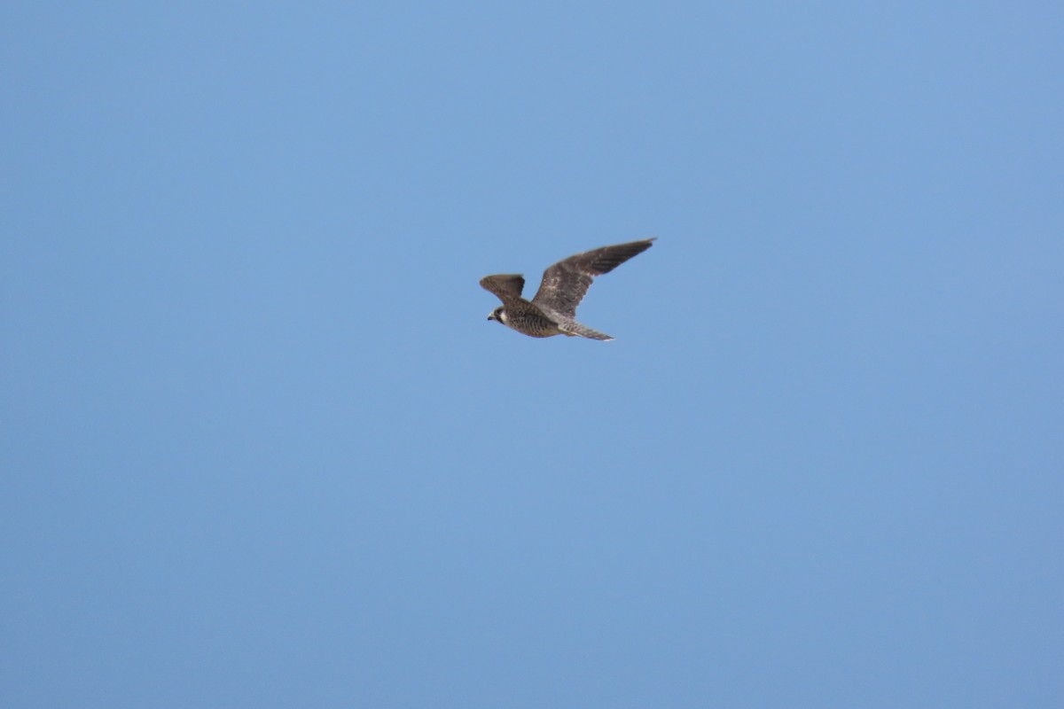 Halcón Peregrino - ML646996036