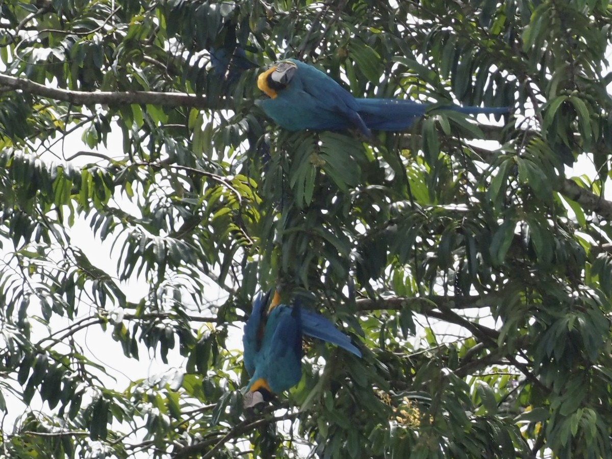 Араурана - ML646996043