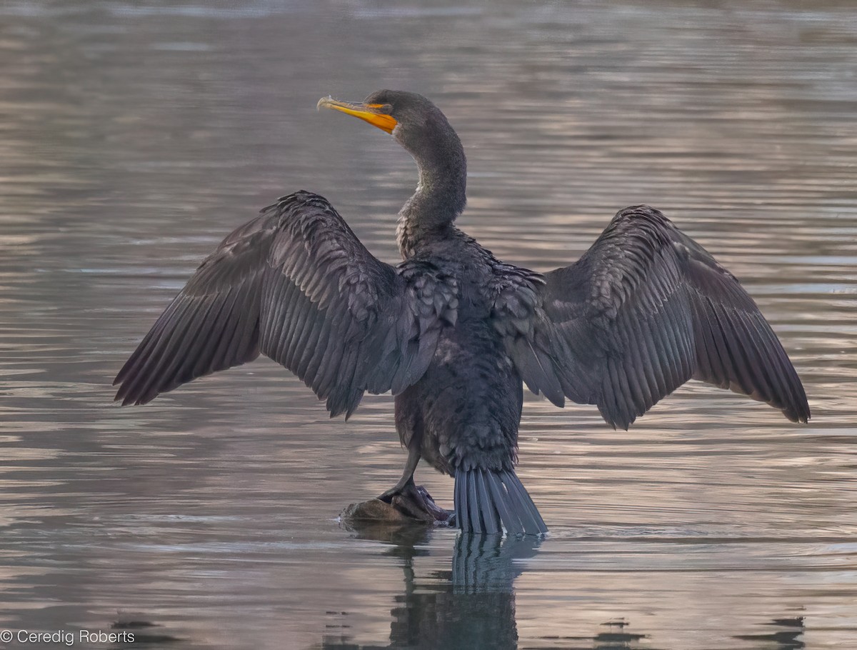 Ubarroi belarriduna - ML646996044