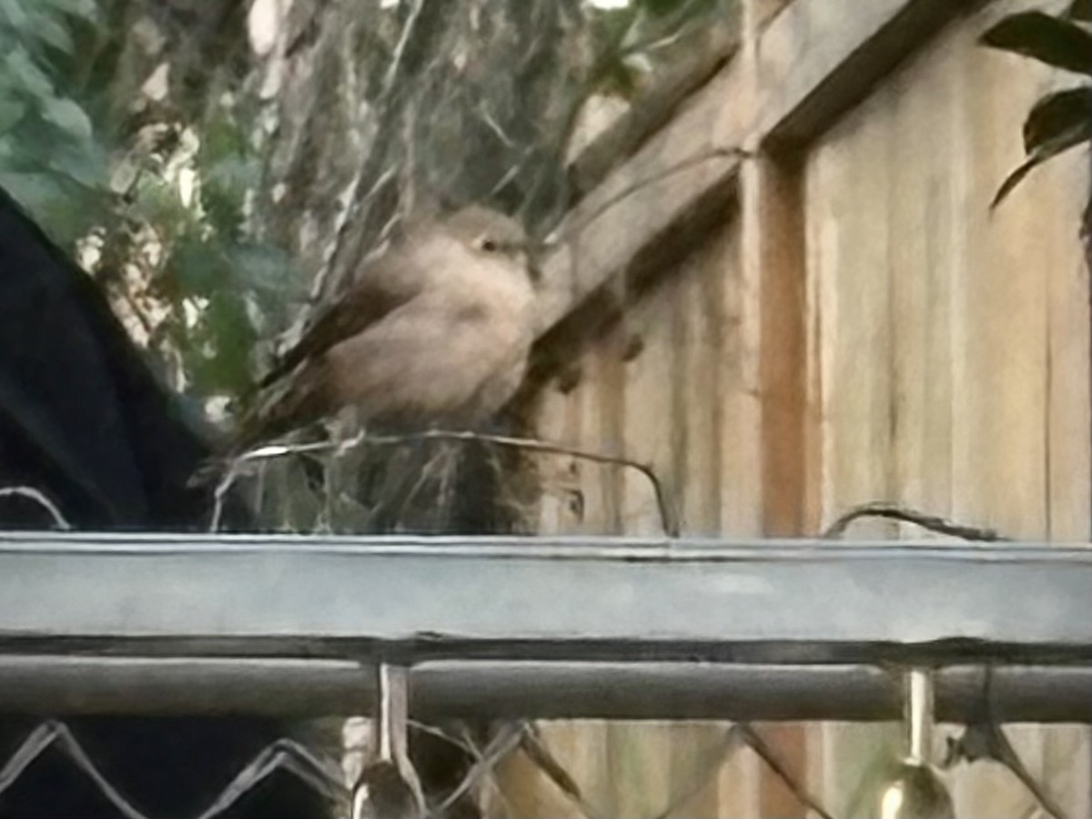 Solitario Norteño - ML646996047