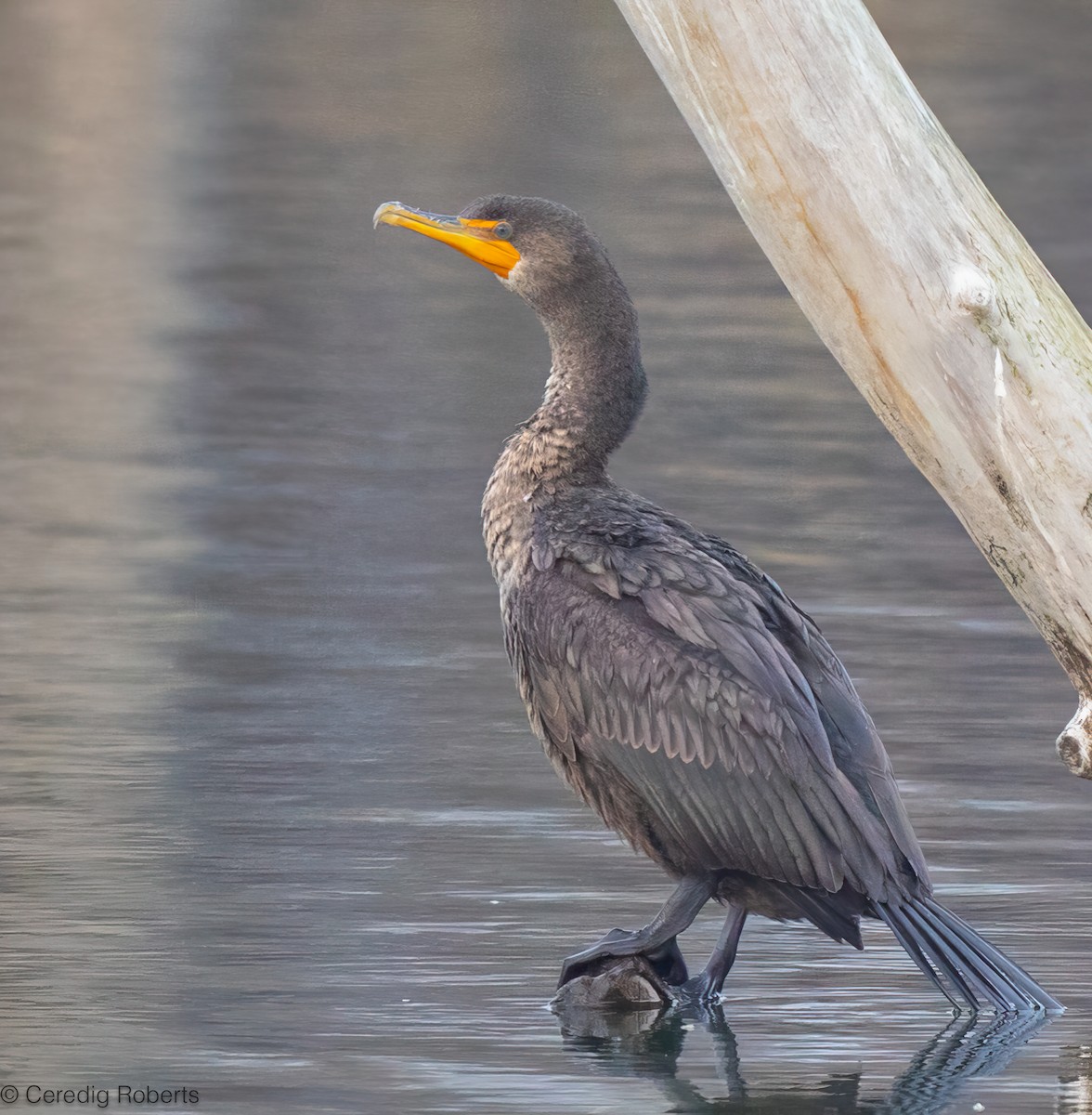 Ubarroi belarriduna - ML646996050