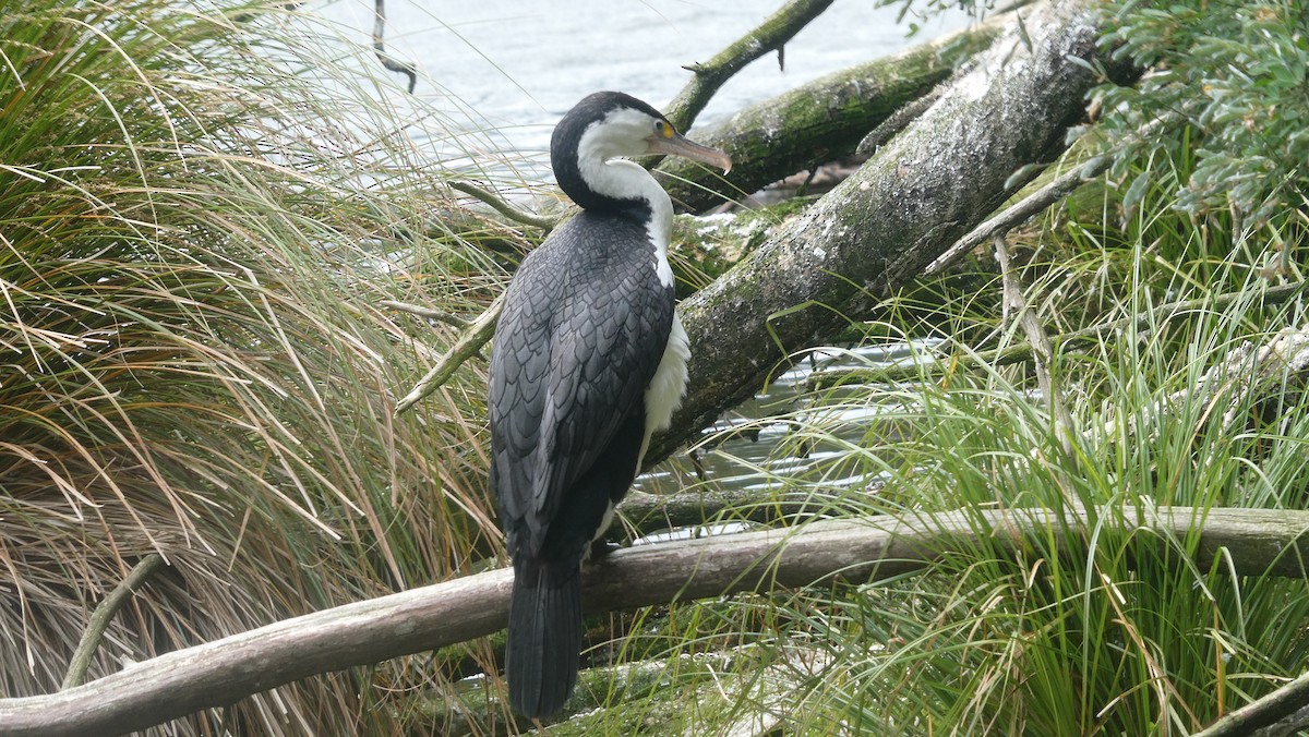 Pied Cormorant - ML646996051