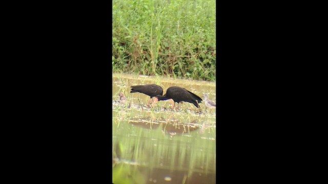 Ібіс чорний - ML646996052