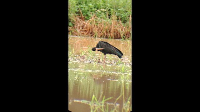 Ібіс чорний - ML646996054