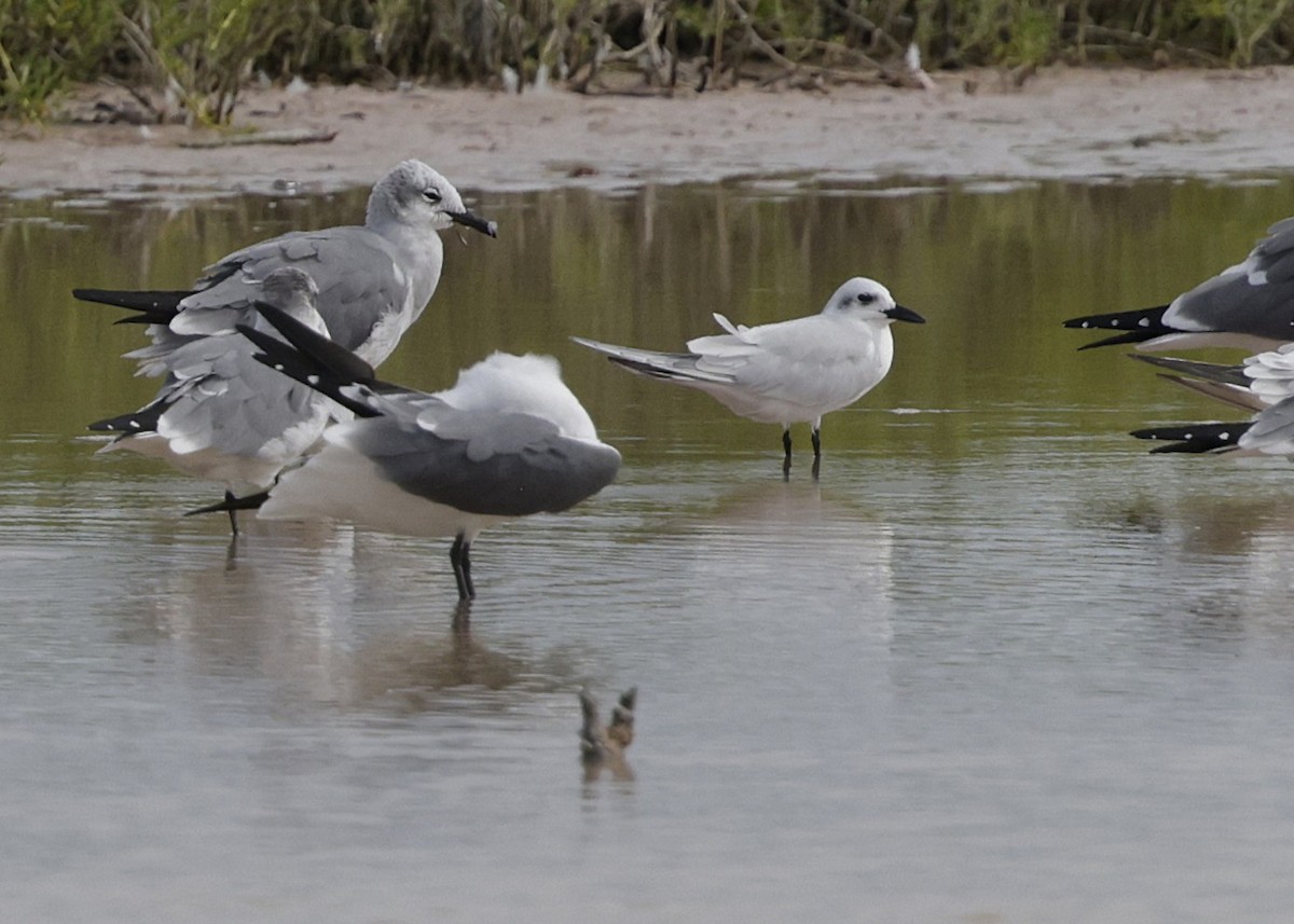 Бахим хараалай - ML646996056