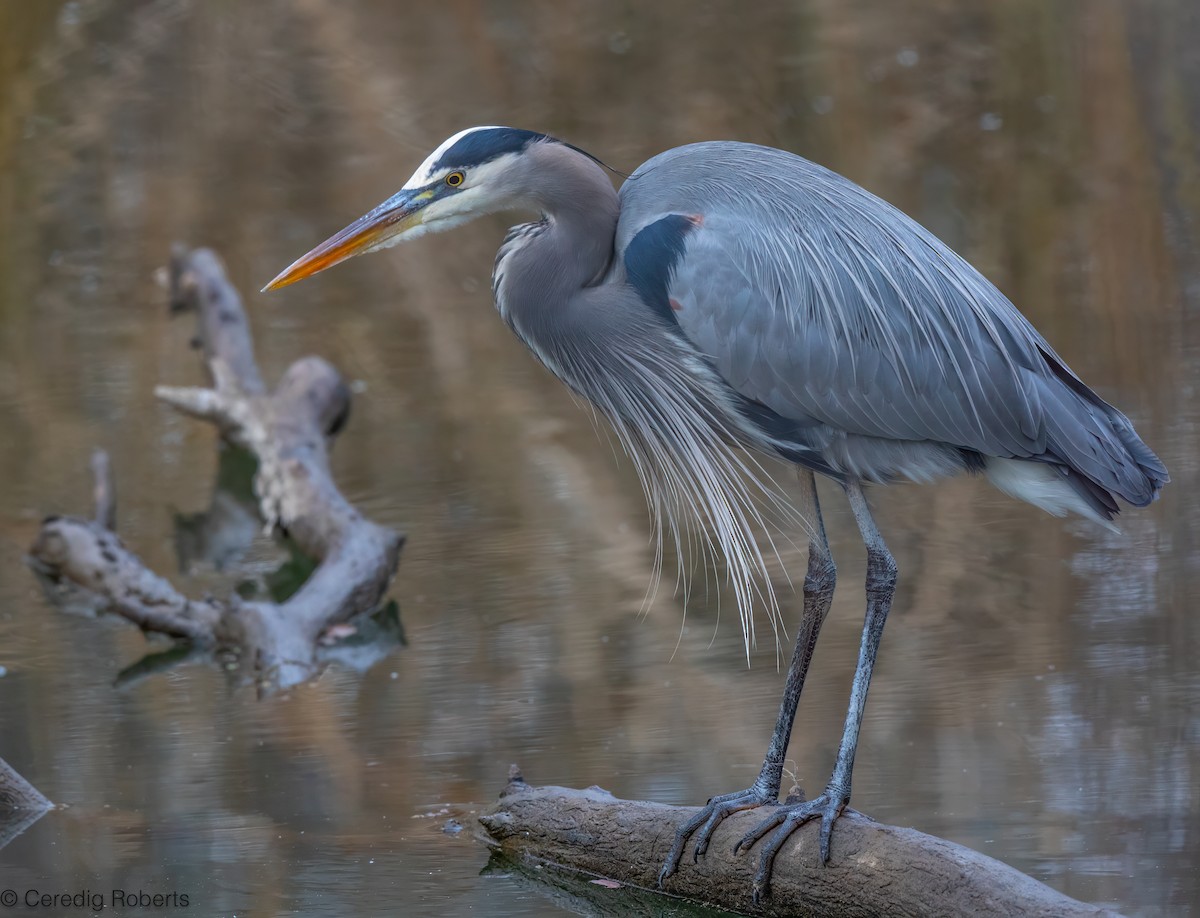 Koartza hauskara amerikarra - ML646996057