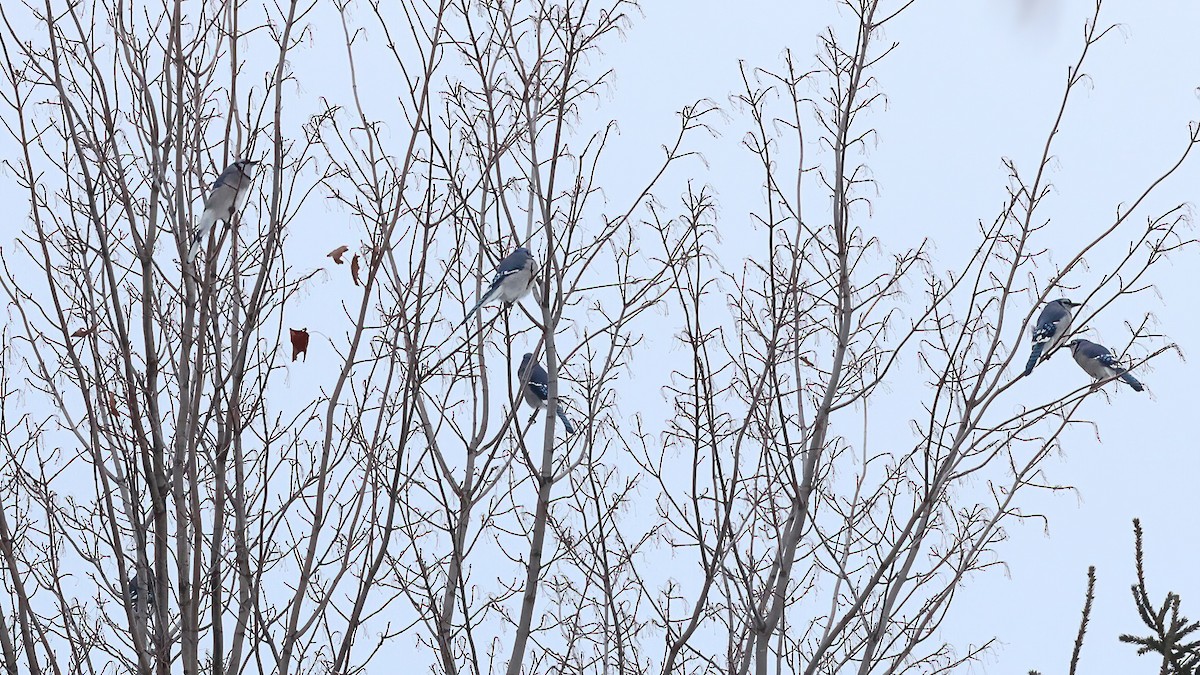 Mavi Karga - ML646996058