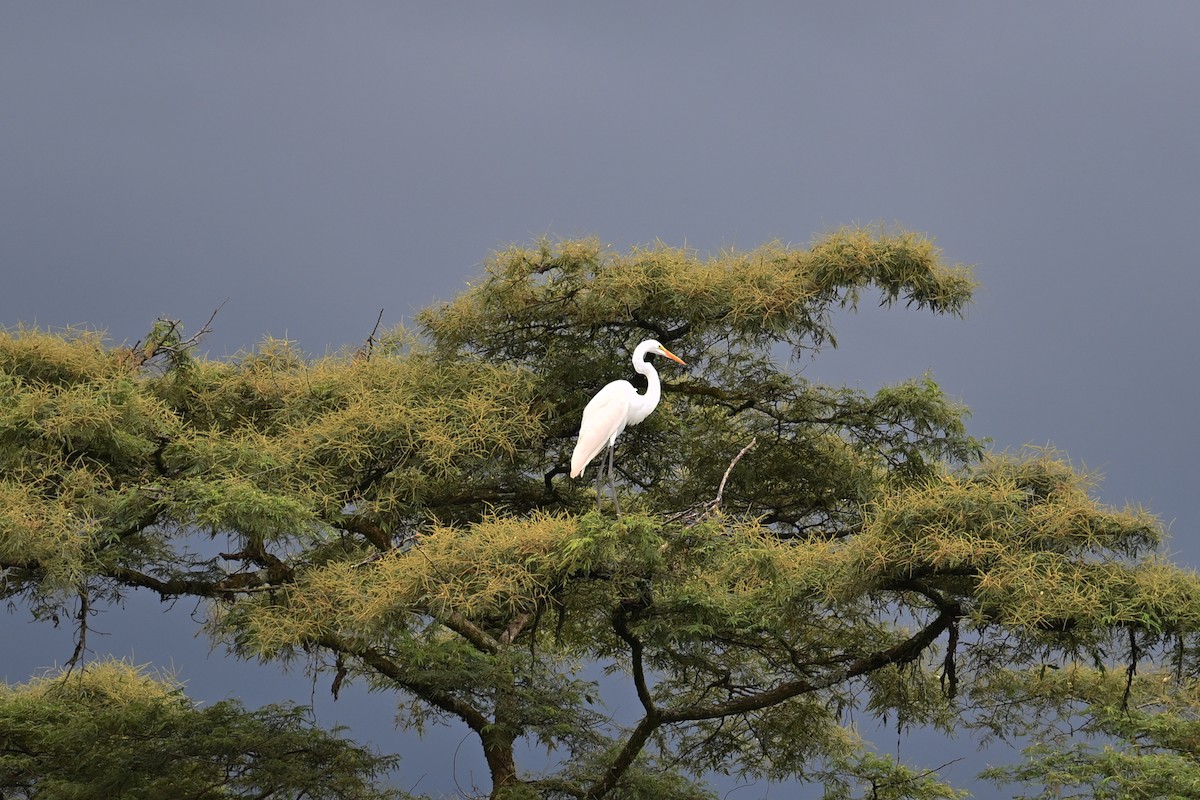 Garceta Grande - ML646996059