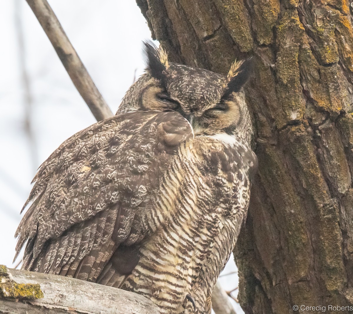 Hontz virginiarra - ML646996060