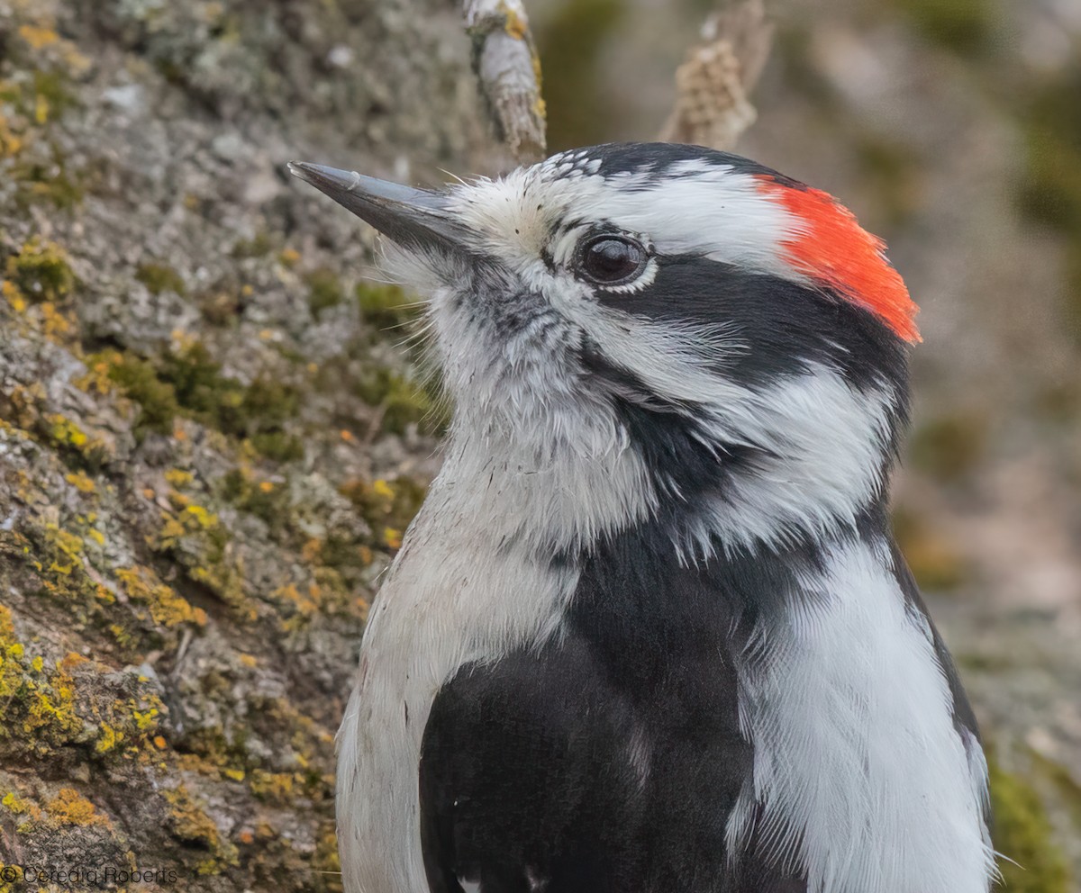 Downy Woodpecker - ML646996064