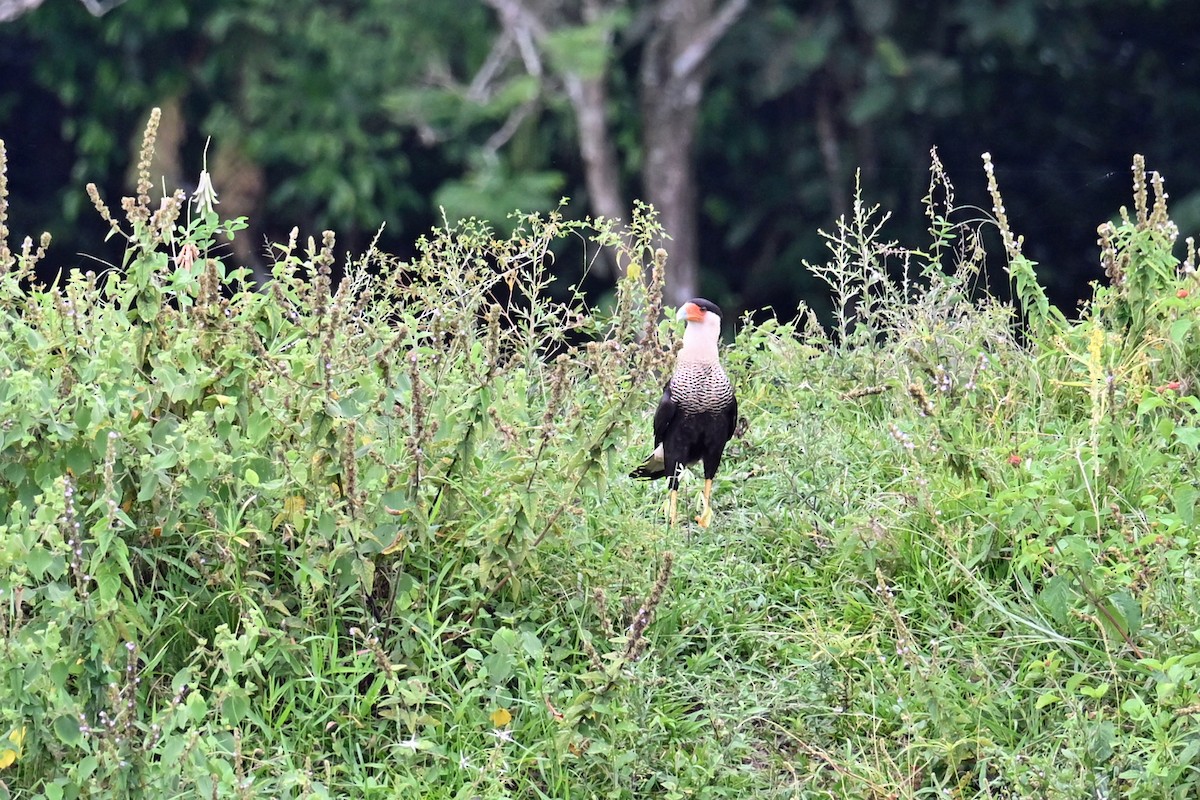 Caracara Carancho - ML646996065