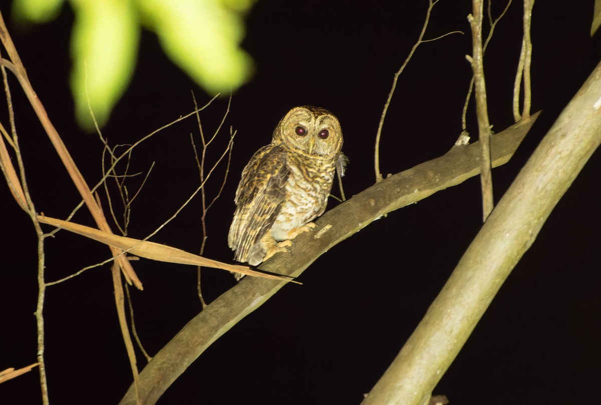 Rusty-barred Owl - ML646996067